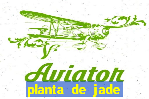 planta de jade significado espiritual